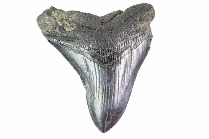 Fossil Megalodon Tooth - Georgia #151549